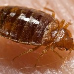Cimex_lectularius