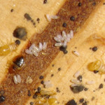 bed_bug_eggs