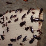 cockroach-control