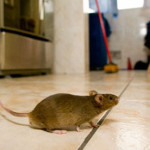Mouse in kitchen