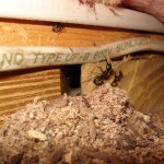 carpenter-ant-nest