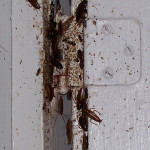 cockroach-infestation