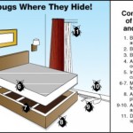 bed-bug-hiding