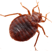 bed bug exterminator Hamilton