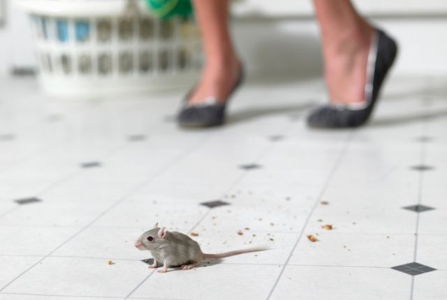 how to keep mouse out of your kitchen