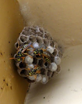 wasp nest