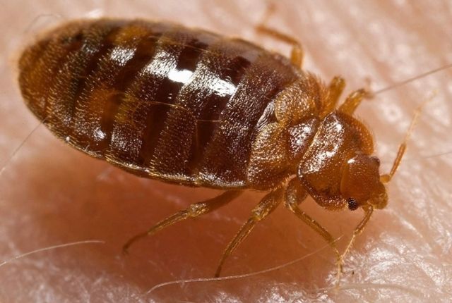physical characteristics of bed bug