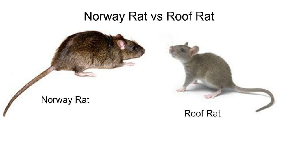 Roof-Rat-vs-Norway-Rat-Control-Hamilton