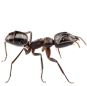 ant-control-pest-control-hamilton