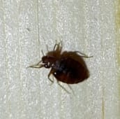 bed-bug-identification-hamilton