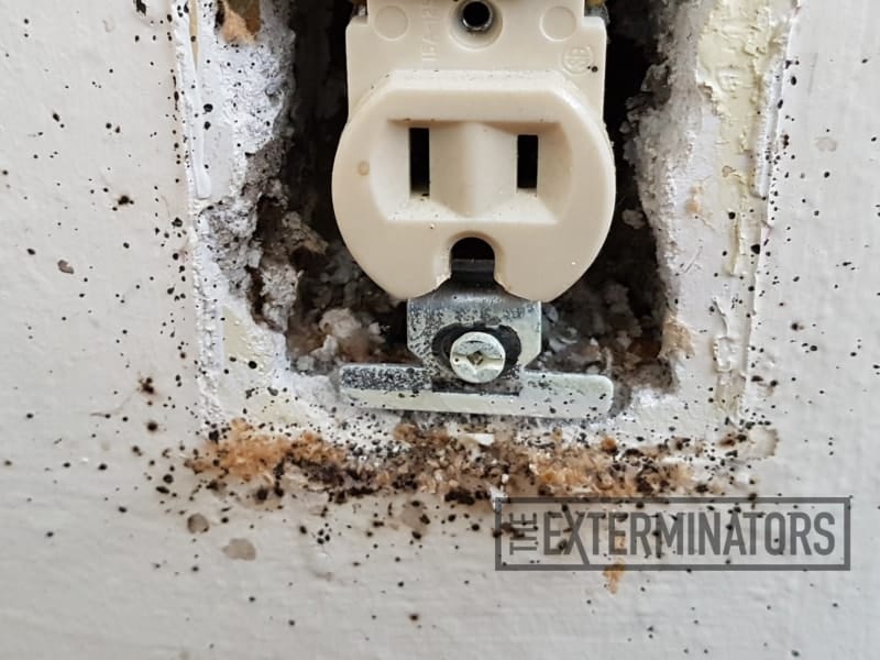 bed-bugs-wall-outlet-control-hamilton