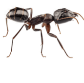 carpenter-ant-control-Hamilton