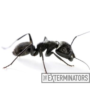 Can carpenter ants destroy drywall