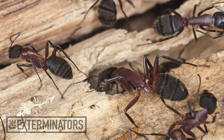 Carpenter Ant Exterminators Hamilton