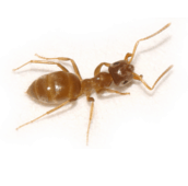 citronella-ant-control-Hamilton