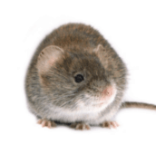 mouse-control-pest-control-hamilton