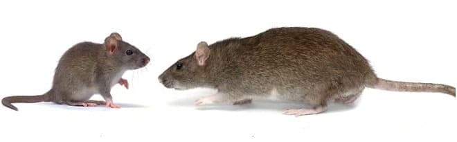 mouse_vs_rat-control-Hamilton