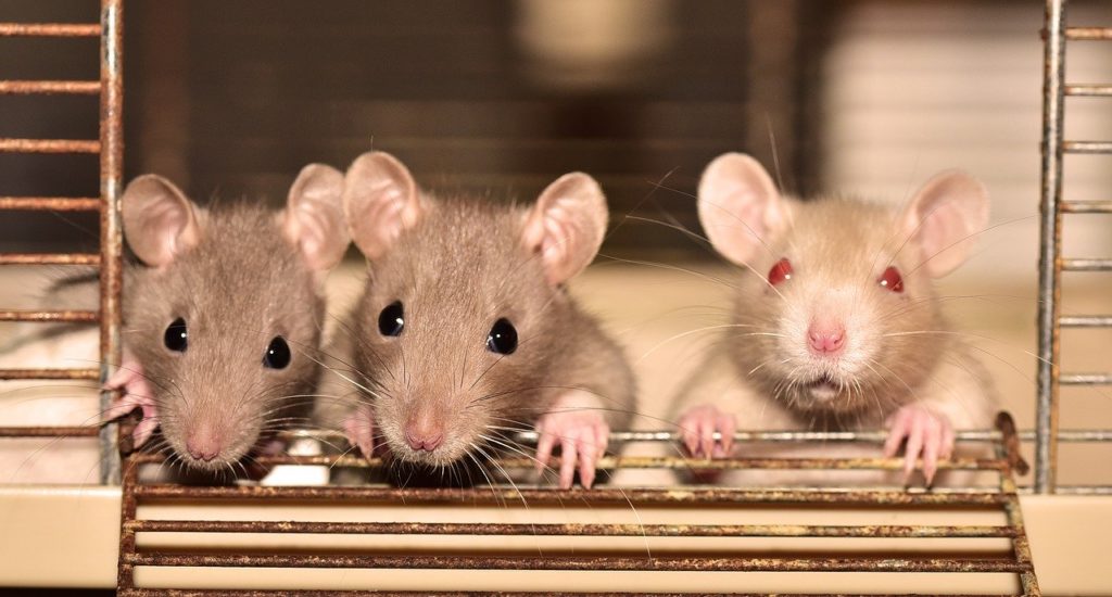 Can Rats Climb Up Walls?