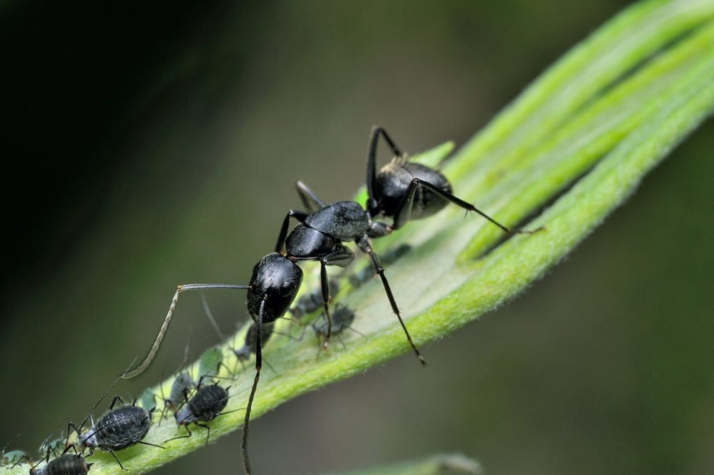 Home remedies and carpenter ants, do they really work