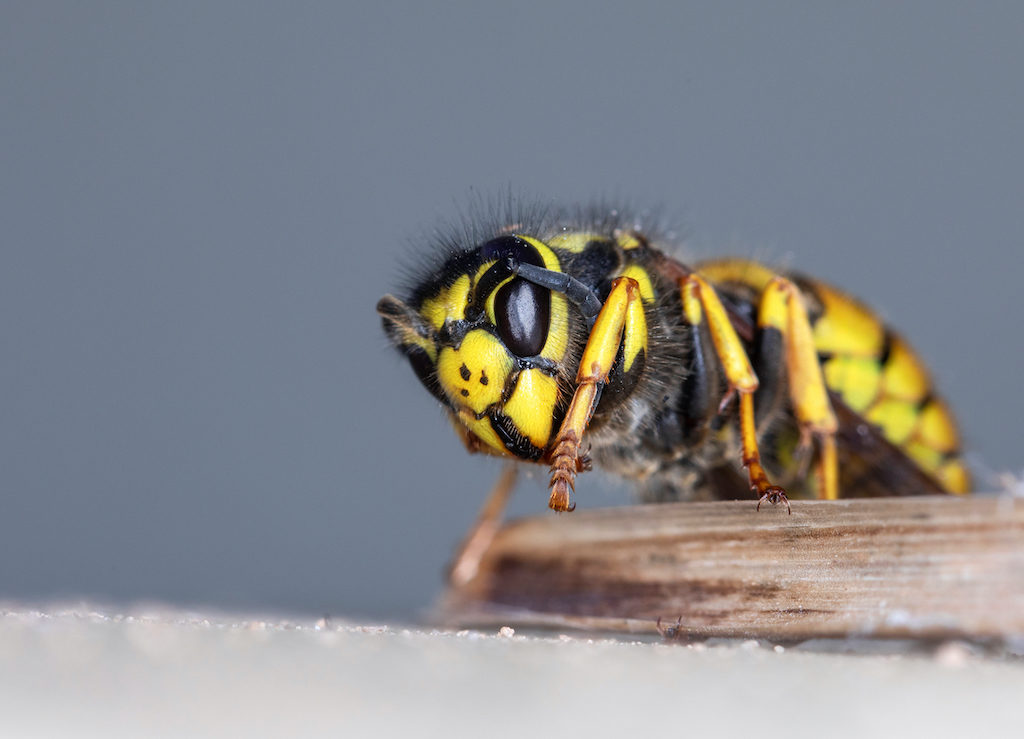 Difference Between Wasps and Hornets