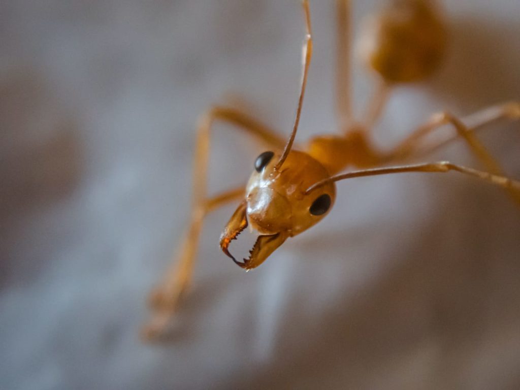 How carpenter ants build nests