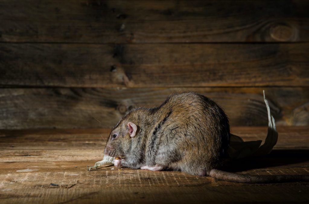 How to Find Rat Burrows Around Your House