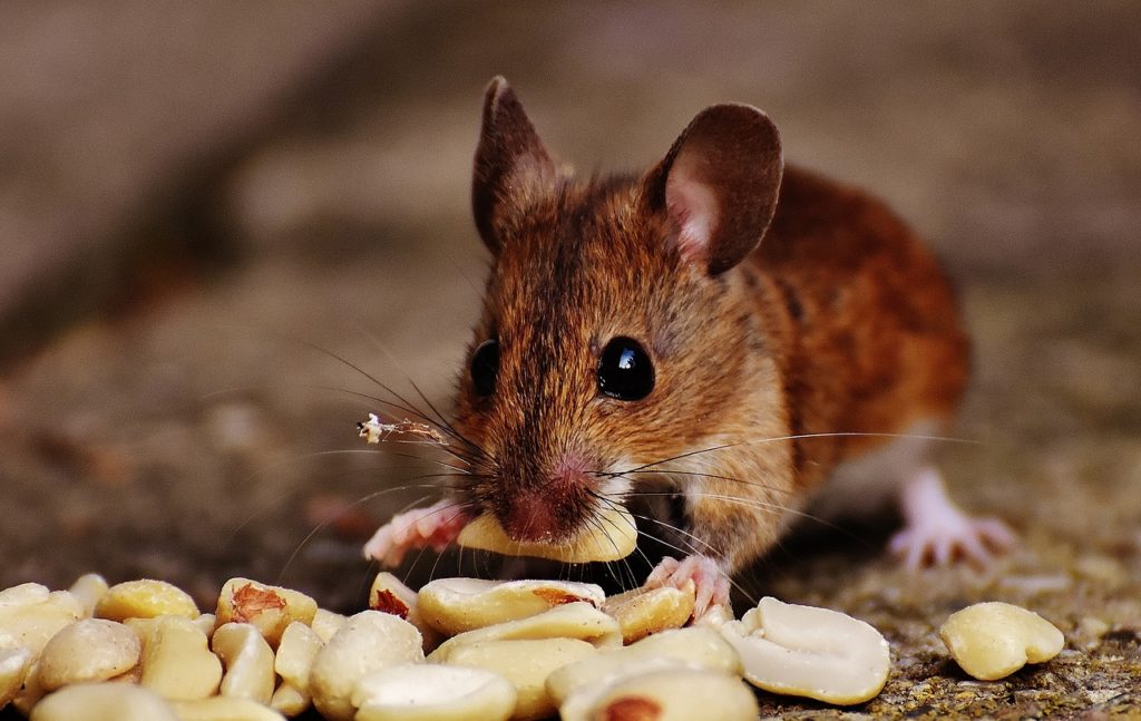 How to Get Rid of Mice Inside My Kitchen