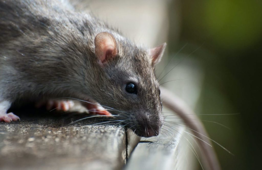 How to Prevent Rats from Making Nests on Your Property