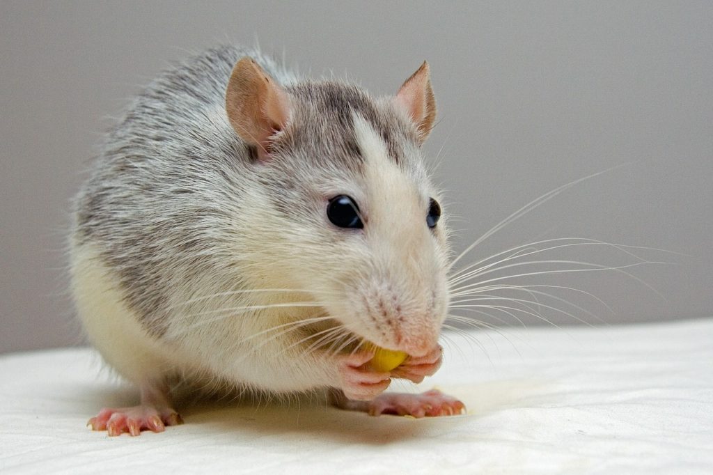 What Are Some Ways To Repel Rats from Your House?