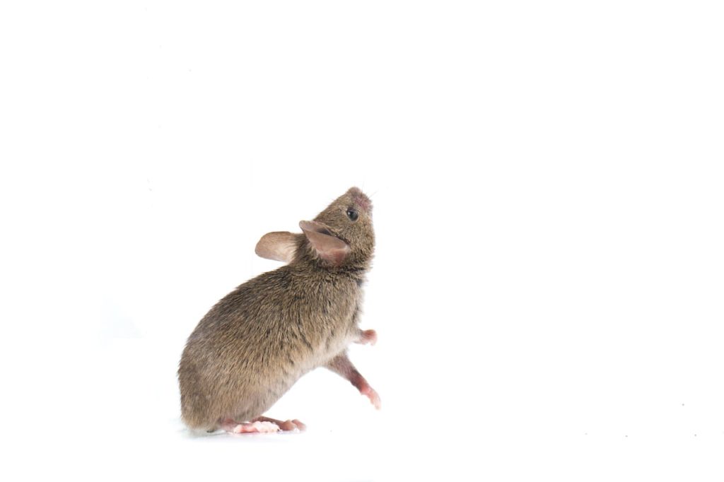 What Attracts Mice in Your House?