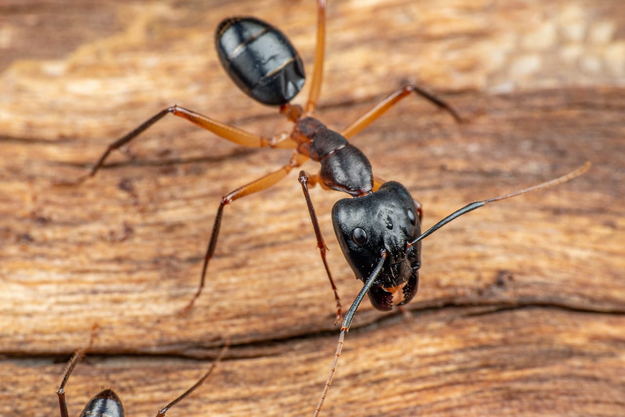 Do carpenter ants create many nests Exterminatorhamilton.ca