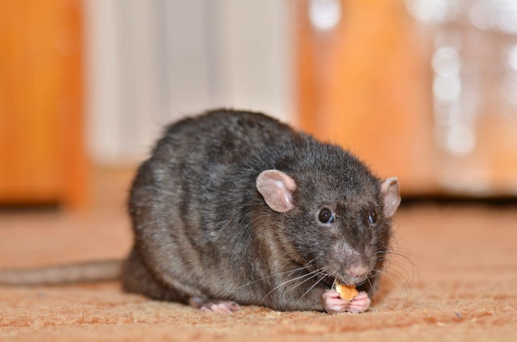 Why to Call a Professional Pest Control Company to Deal with Rats