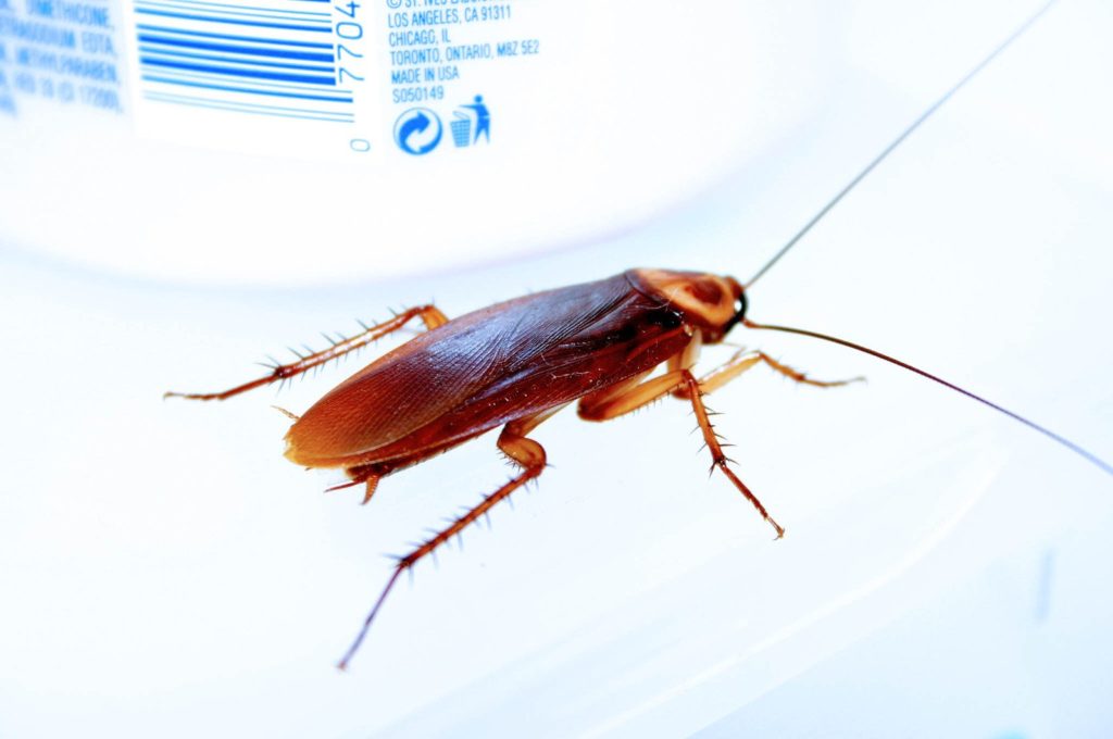 how to identify cockroach droppings