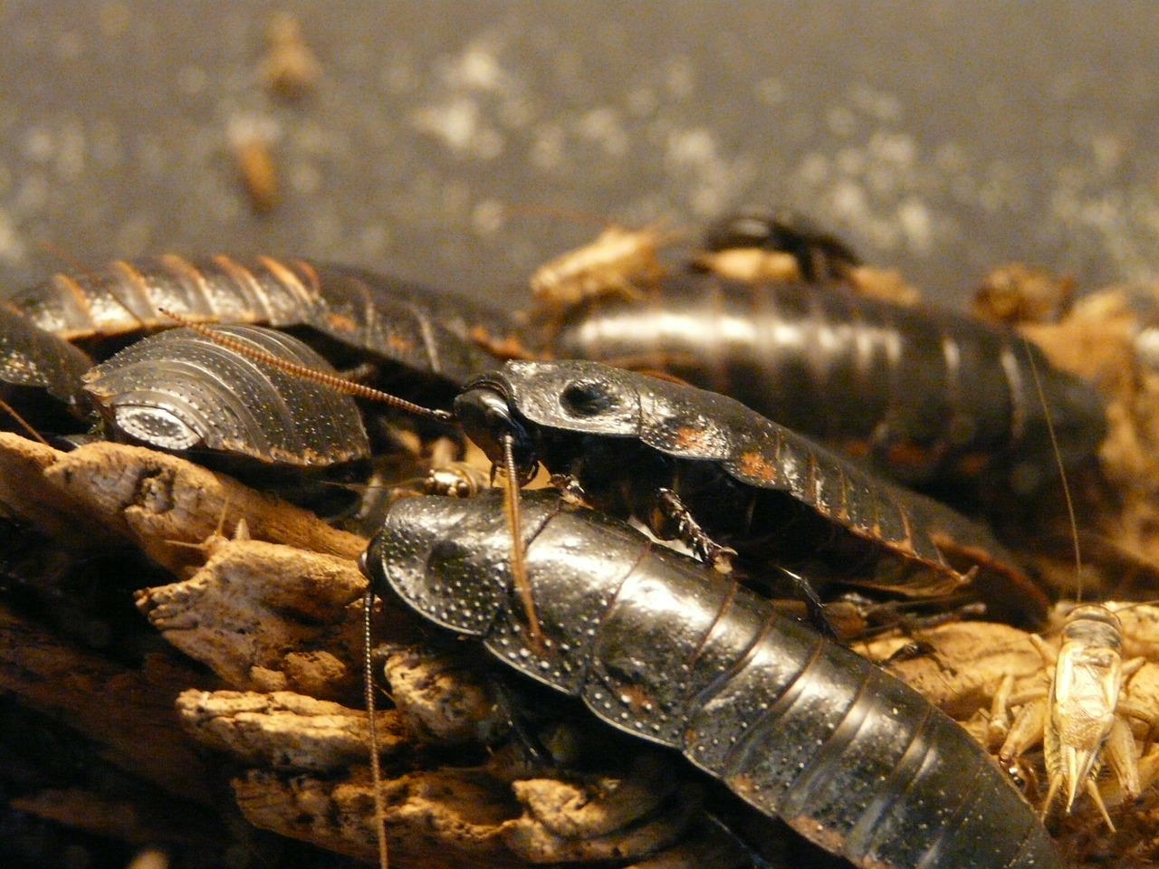 What does pest control do for cockroaches? Exterminatorhamilton.ca