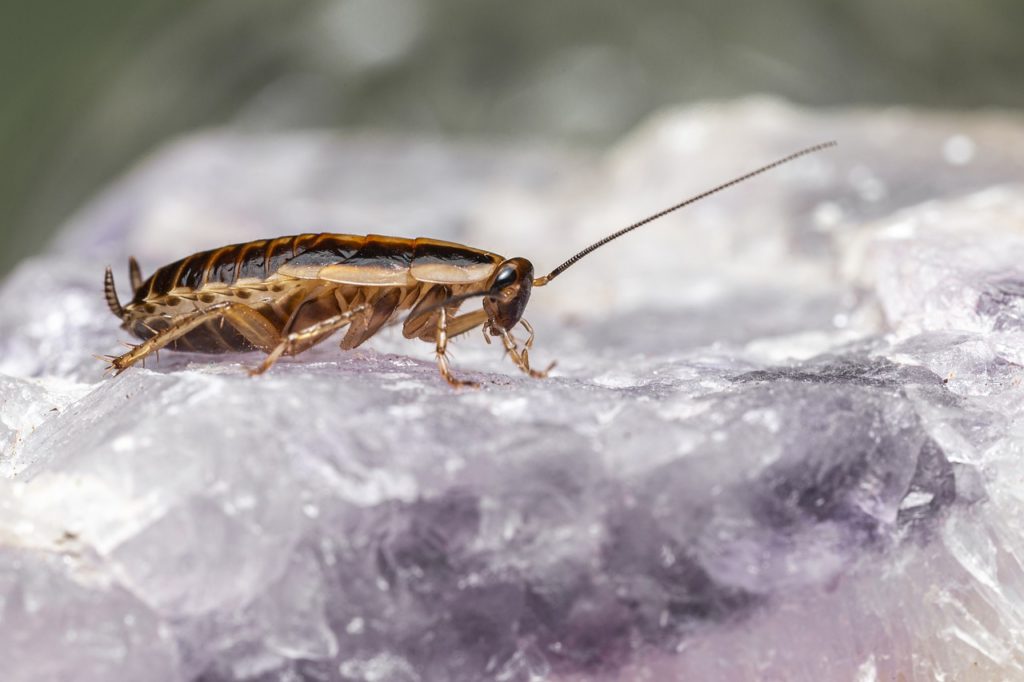 Will leaving a light on prevent cockroaches?