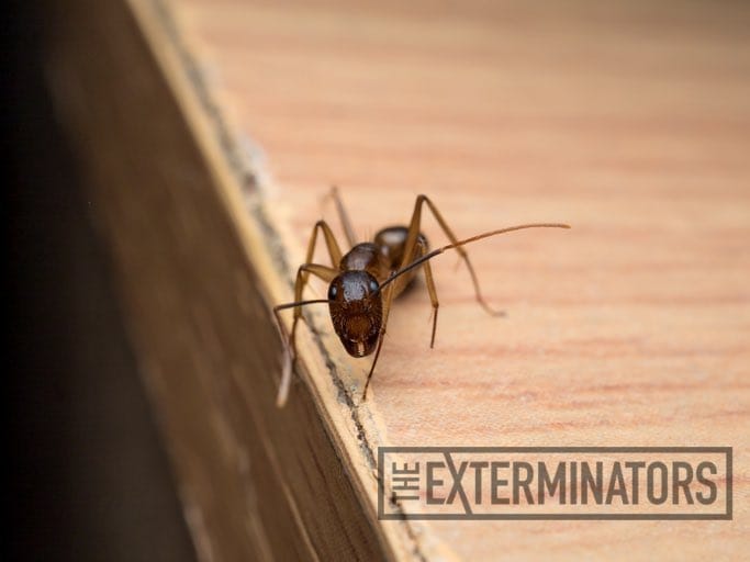 How to deal with carpenter ants in wall voids