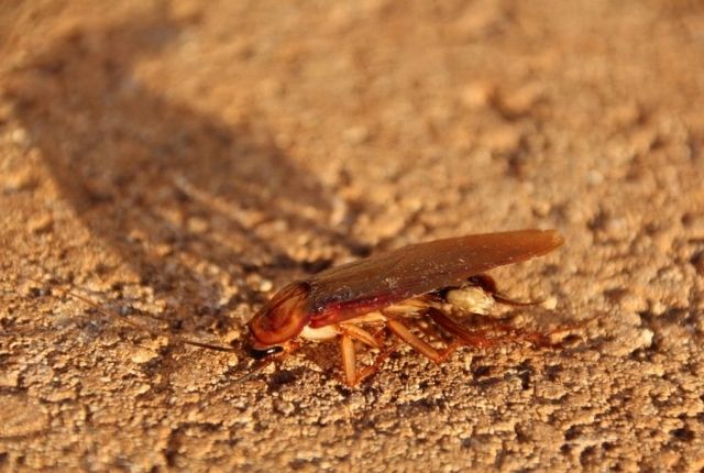 What does it mean if you see a baby cockroach