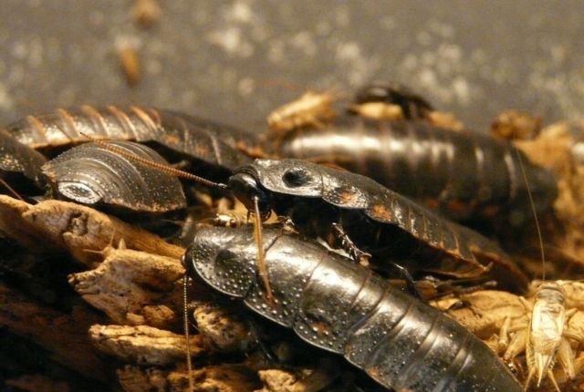 What does pest control do for cockroaches