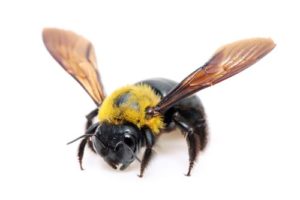 Carpenter Bee Facts & Control Methods
