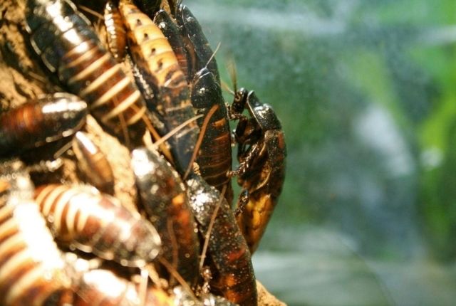 What are the signs of a cockroach infestation