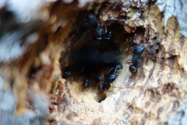 can carpenter ants destroy treated wood