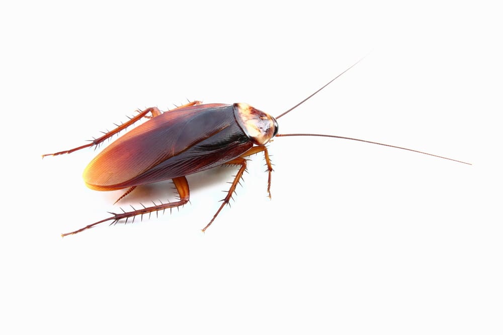 cockroach control hamilton