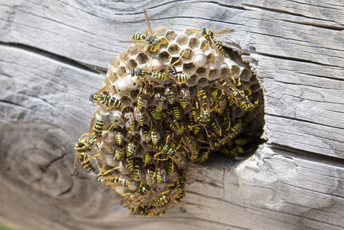 wasp nest removal hamilton