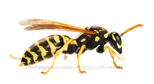 wasp control hamilton