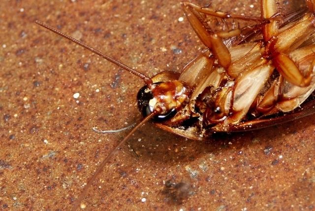 What causes cockroaches to come into your house