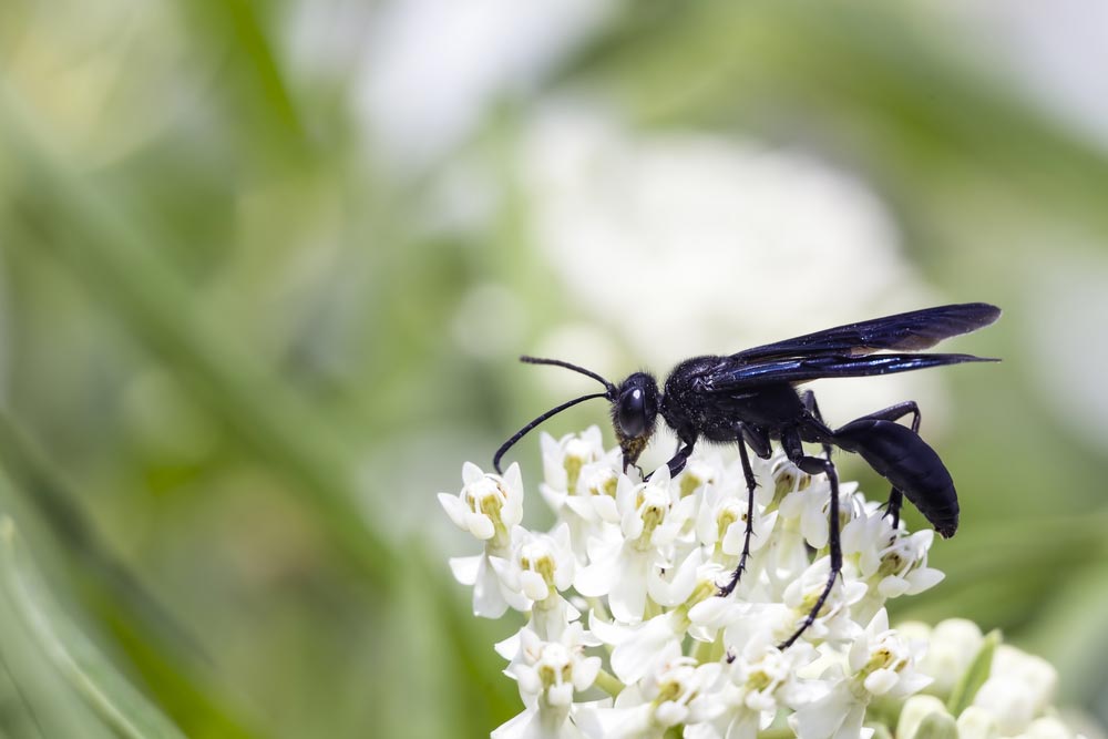 black wasps with blue wings dangerous