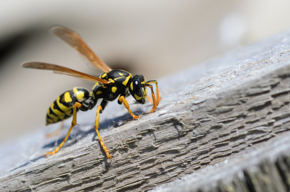 Can wasps come through vents Exterminatorhamilton.ca