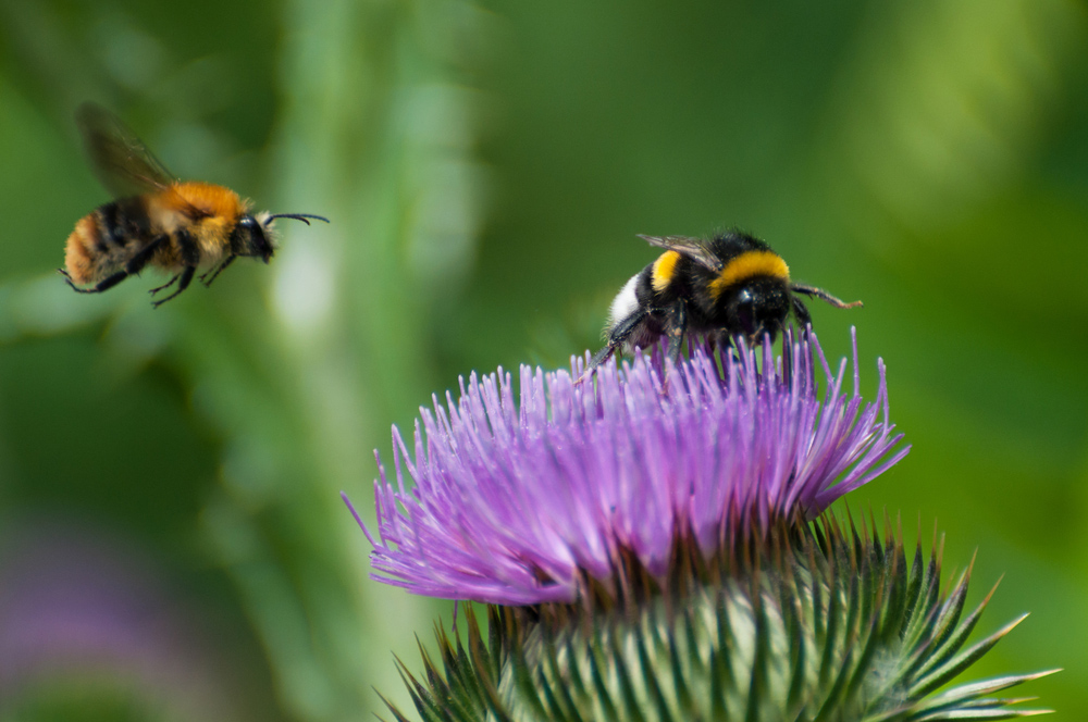 How does a bumble bee and a yellow jacket differ Exterminatorhamilton.ca