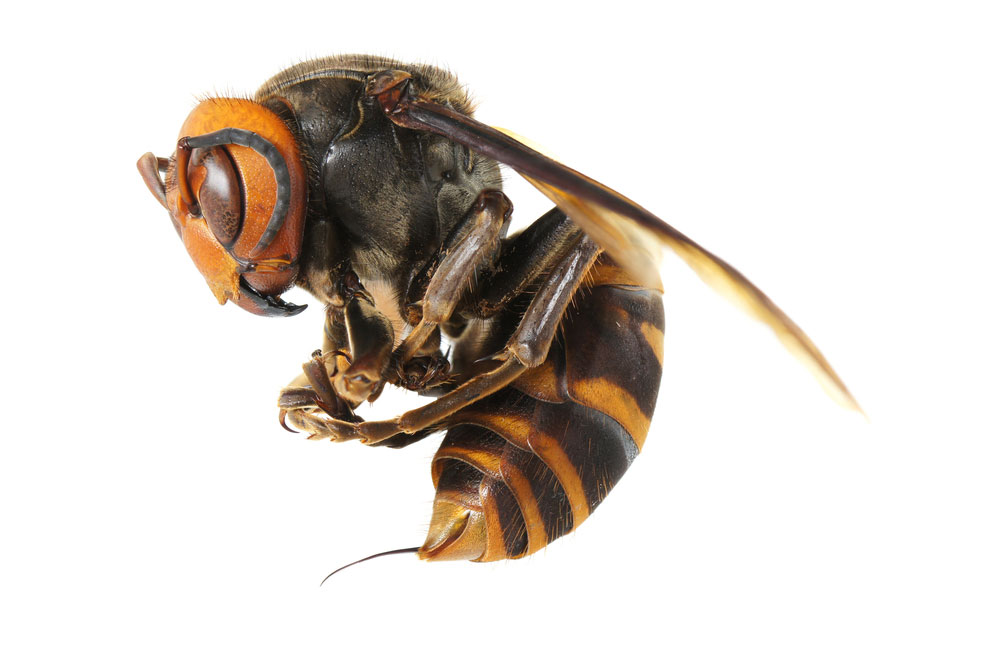 What you need to know about Japanese Giant hornet