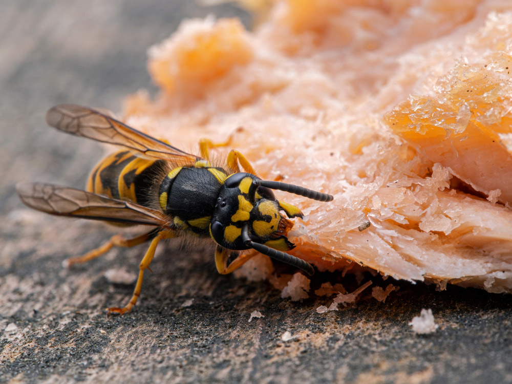 Are Ground Yellow Jackets Dangerous at Adam Washington blog